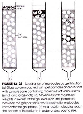 Separation of Molecules by Gel Filtration 