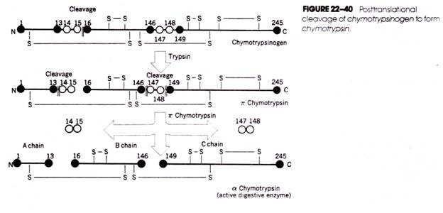 Posttransiational cleavage of chymotrypsinogen to form chymotrypsin