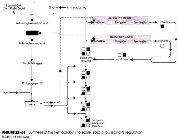 Synthesis of the hemoglobin molecule (said arrows) and its regulation (dashed arrows)