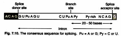 Stage in the freeze-fracturing procedure 