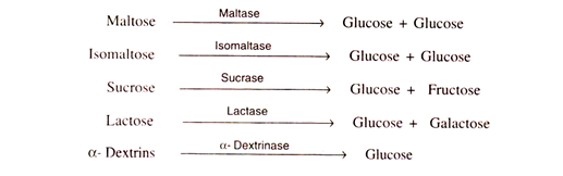 Balance sheet for ATP production and consumption during glycolysis the tricarboxylic acid cycle and electron transport