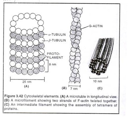 Cytoskeletal elements