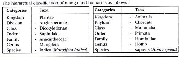 The Hierachial classification of mango and human 