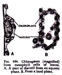 Children of Carrier Mother and Haemophiliac Father