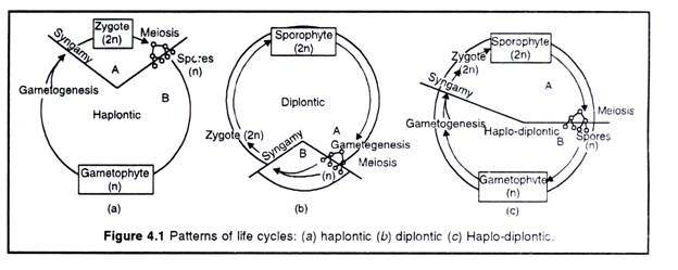 Patterns of Life Cycles