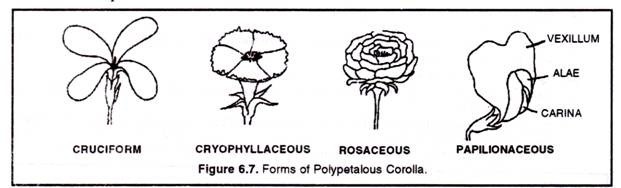 Forms of Polypetalous Coralla