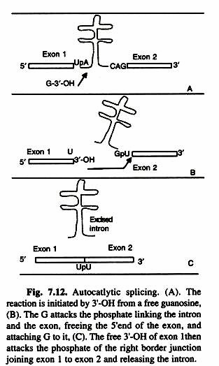 Schematic diagram of (a) Transmission electron microscope (b) Scanning electron microscope