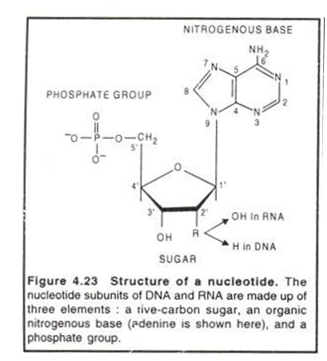 Structure of a nucleotide