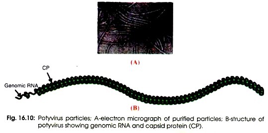 Anoxic Reaction with Archaebacterial Participation