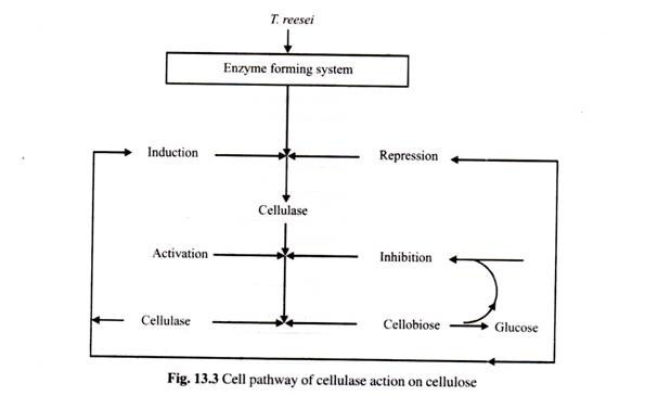 Design Engineering Dimensions and Conformation Nature/Feature of a Common DNA