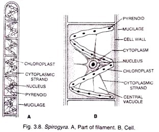 'Zimm Plot' Parameters