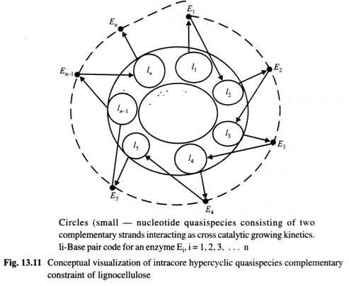 Conceptual Visualization of Intracore Hypercyclic Quasispecies Complementary Constraint of Iignocellulose