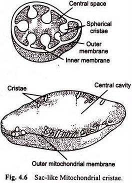 Formation of DMPO-OH adduct 