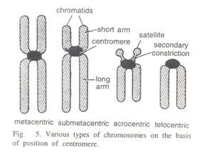 Significance of the Eleactronic/ionic Potential