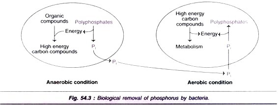 Nucleotide Sequence Length of a Few Archaebacteria