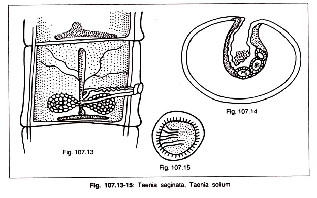 Details of Standard Bacteriological Techniques for Testing Disinfecstants