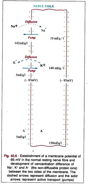 Growth of a Synchronised Yeast Culture (Saccharomyces Cerevisiae) on Inoculation into Synthetic Medium