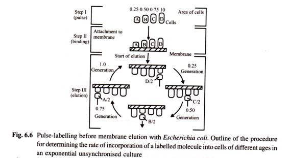 Pulse-Labelling before Membrane Elution with Escherichia Coli