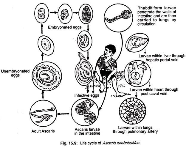 Properties of a Few Thermophilic Methanogenic Species