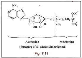 Double Thymidine Block