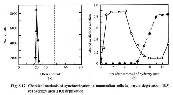 Chemical Methods of Synchronization in Mammlian Cells (a) Serum Deprivation (SD), (b)Hydroxy urea (HU) Deprivation