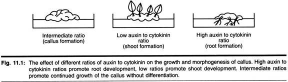 Diversity of photosynthetic pigments