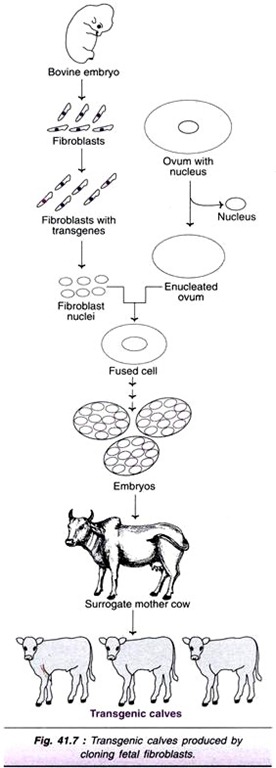 Schematic Representation of Protein Identification through Mass Spectrometry