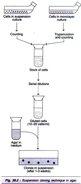 Basics of energy conversion process in photosynthesis