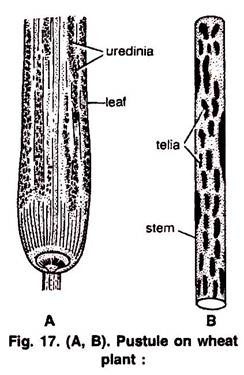 Carbohydrate substrate, Enzyme and Organism