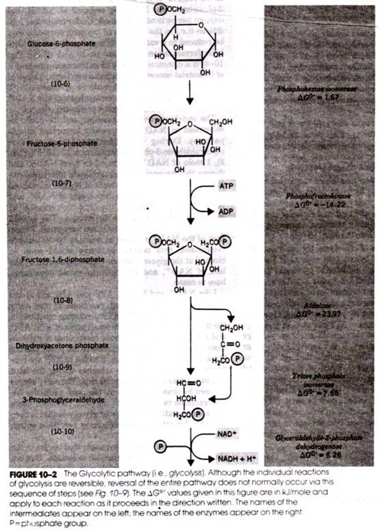 Central Dogma of Life