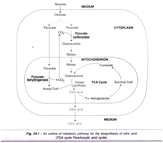 Metabolic Pathway for the Biosynthesis of Citric Acid