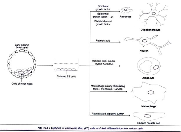 Culturing of Embryonic Stem Cells