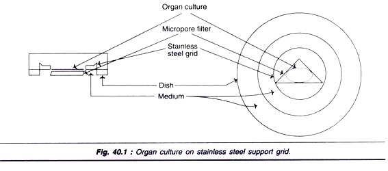 Organ Culture on Stainless Steel Support Grid