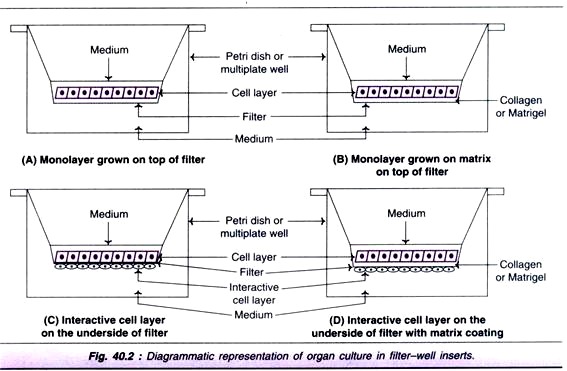 Organ Culture in Filter-Well Inserts