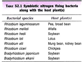 Symbiotic Nitrogen Fixing Bacteria