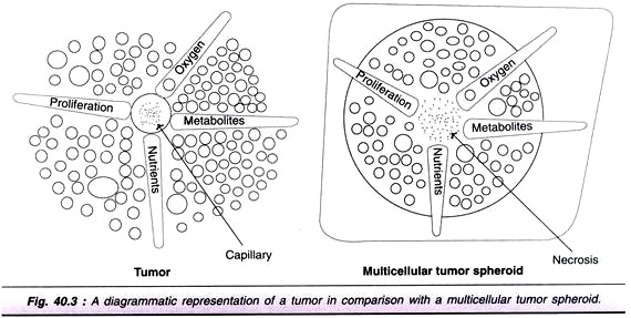 Tumor in Comparison with a Multicellular Tumor Spheroid