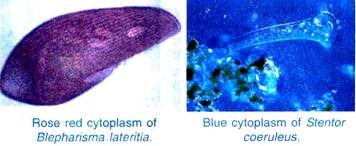 DNA Replication Process