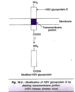 Modification of HSV