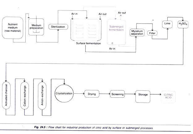 Industrial Production of Citric Acid