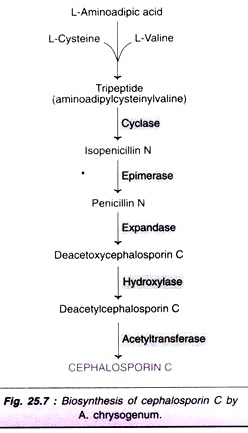 Biosynthesis of Cephalosporin C