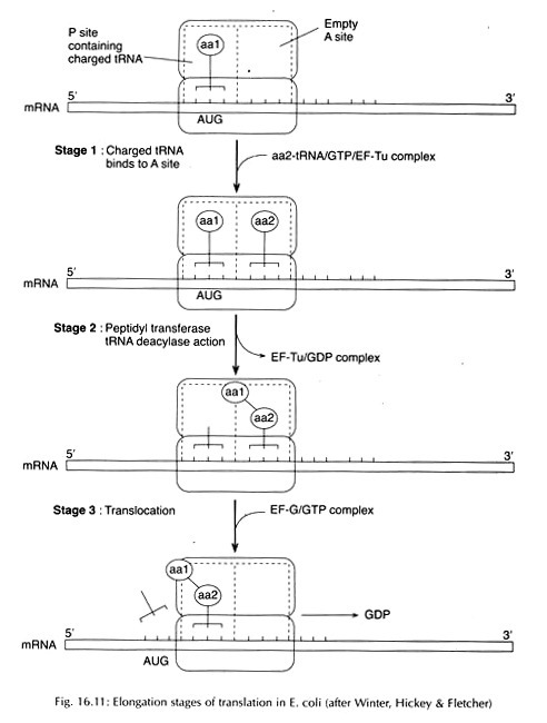 Commercial Grades of Lactic Acid