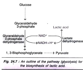 Pathway for the Biosynthesis of Lactic Acid