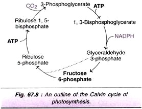 Calvin Cycle of Photosynthesis