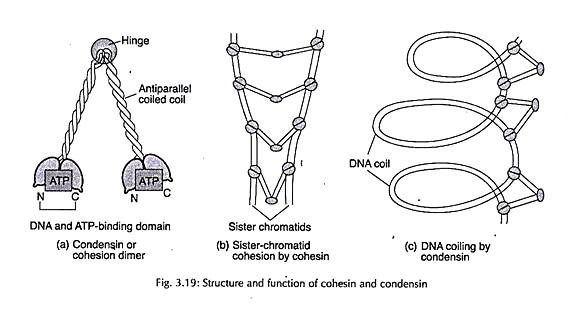 Commercial Production of Ascorbic Acid