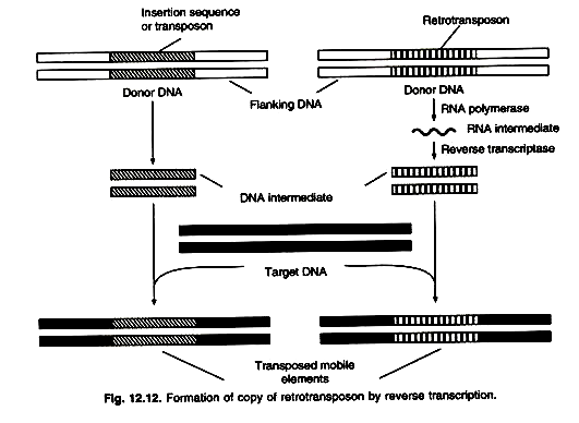 Immoblized urease for drug delivery