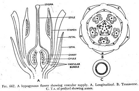 A hypogynous flower showing vascular supply