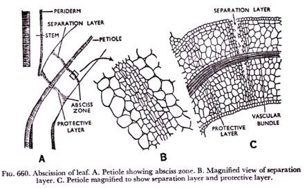 Abscission of leaf