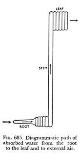 Diagrammatic path of absorbed water from the root to the leaf and to external air