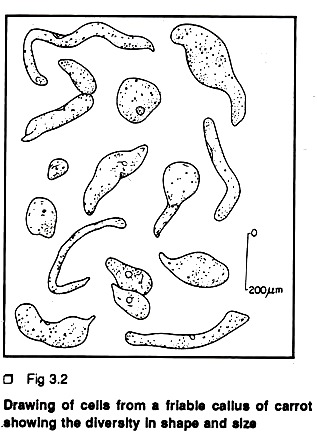 Cells from a friabke callus of carrot showing the diversity in shap and size