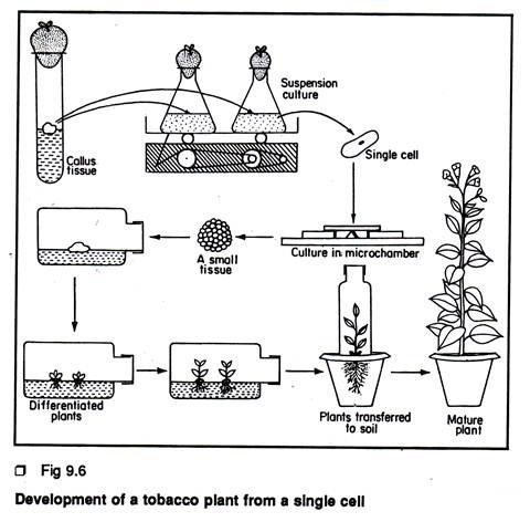 Development of tobacco plant from a single cell